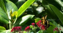 Giant Swallowtail Butterfly, Papilio Cresphontes, Butterfly Standing On Flower, Slow Motion 4k