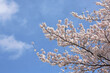 Cherry blossoms and thin clouds