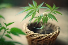 Macro Shot Of A Young Hemp Plant Growing In A Wicker Basket. Making Use Of Home Grown Marijuana Plants For Medical Purposes. Cannabis Seedling. Ideas For A Farm That Grows Marijuana. Generative AI