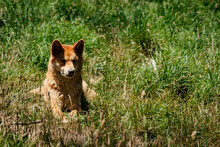 A Dingo Sitting In The Grass Looking