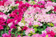 Blooming Bougainvillea Flowers Background. Bright Pink Magenta Bougainvillea Flowers As A Floral Background