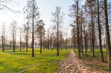 Wall Mural - The natural scenery of the suburban grove