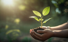 Eco Earth Day Concept. Hand Holding Young Plant In Sunshine And Green Nature Background - AI Generative