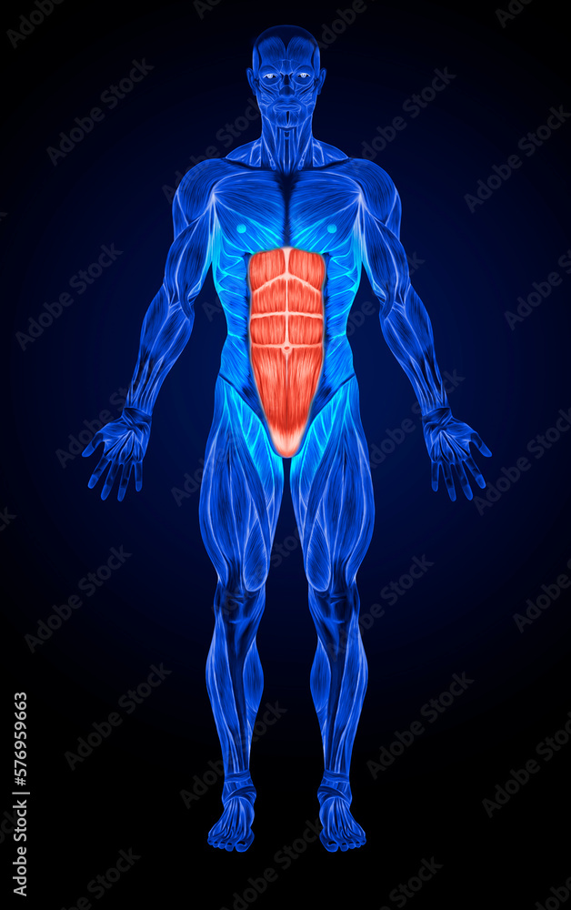 Rectus Abdominis Abdominal Muscles Anatomy Muscles X-ray Stock ...