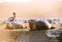 A Harbor Seal Basks Happily In The California Sun Near Sunset Amongst Seals And Pelicans.