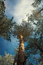 Black Pine Tree With Blue Sky In The Background