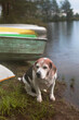 © Cavan Images - Hound Sitting On The Bank Of The River In Adirondacks