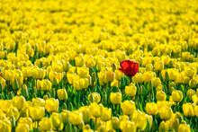 A Single Red Tulip Flower In A Field Of Yellow Tulips