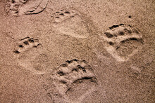 Bear Tracks In The Beach Sand
