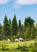 Side View Of Big Horned Sheep (Ovis Canadensis) On Meadow In Glacier National Park, Montana, USA