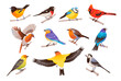 © vik.stock - Spring colorful birds set. Little birds sit on a branch. Vector illustration isolated on white background.