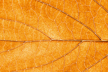 Wall Mural - Golden leaf. Yellow autumn leaf background. Vibrant golden color natural veins texture. Closeup macro orange fall pattern. Natural autumn season texture. Dry, orange leaves.