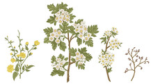 Set With Flowering Branches Of Garden Trees. Spring Flowers. Hawthorn, Kerria, Cherry, Isolated On Transparent Background.  Botanical Illustration.
