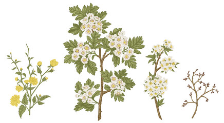 Poster - Set with flowering branches of garden trees. Spring flowers. Hawthorn, kerria, cherry, isolated on transparent background.  Botanical illustration.