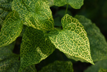 Green Ivy Leaves With White Veins  . Green Ivy Leaves  With  Morning Sunlight .  Ivy Leaves Texture . 