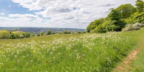 landscape with grass and sky