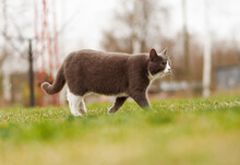 A Gray And White Cat Walks In The Meadow