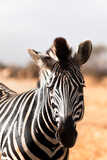Fototapeta Konie - una zebra in mezzo alla savana