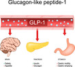 Glucagon like peptide 1. CLP-1