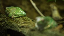 Close Up Of Tree Frogs Sitting On A Branch With Rack Focus