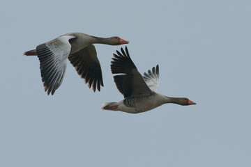 Wall Mural - Greylag Goose (Anser anser) flying