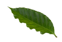 Fresh Green  Arabica Coffee Leaf Isolated On A Transparent Background