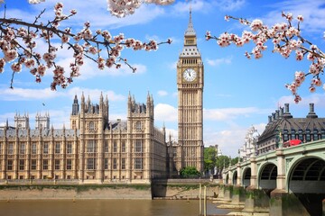 Canvas Print - Westminster Bridge in London UK. Spring time cherry blossoms.