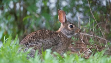 Wall Mural - Grey small hare eating grass on summer field. Wild rabbit in nature