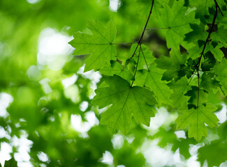 Sticker - green leaves background in sunny day