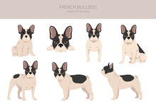 French Bulldogs In Different Poses. Adult And Puppy Set