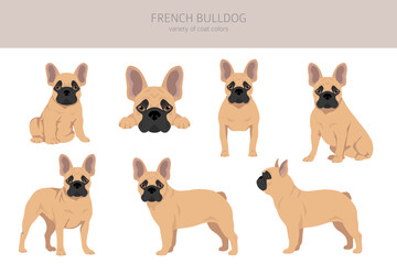 Wall Mural - French bulldogs in different poses. Adult and puppy set