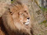 Fototapeta Sawanna - portraot of Lion male resting in the sun