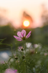 Wall Mural - Pink cosmos flower in the garden with sunset time