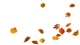 Fototapeta Sypialnia - autumn colored fall leaf texture on transparent background overlay