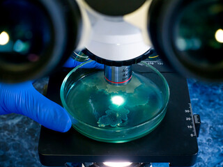 Canvas Print - Petri dish with green bacteria under microscope magnification and two aculars on the sides of the frame.