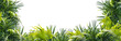 overlay frame from fresh green jungle palm leaves on transparent background