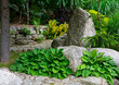 zielona funkia przy kamieniach (Hosta ), ogród japoński, japanese garden, Zen garden, designer garden