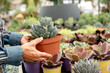 © luciano - Caucasian woman's hand holding a succulent plant while enjoying shopping in the greenhouse - springtime gardening concept