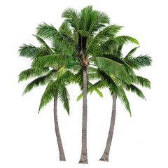 palm trees png sticker on transparent background