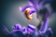 A Beautiful Snail With A White Long Shell Limicolaria Unicolor Crawls On A Purple Hyacinth Flower