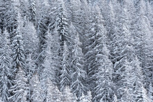 Alpine Pine Trees Covered By Recent Snowfall After Winter Storm