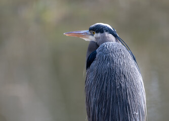 A Great Blue Heron in profile with excellent back feather detail