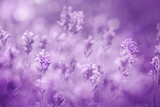 Fototapeta Lawenda - Selective focus on purple lavender flowers on violet background.