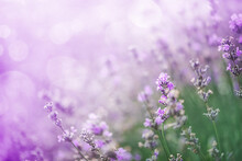 Beautiful Lavender In The Rays Of Light, A Fairy Tale Landscape