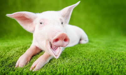 Funny young pig with a smile standing on the green grass.