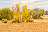 Fototapeta Na ścianę - colorful fall foliage and sky located in the Flathead Valley, Montana