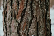 Textured Plant Bark Of A Pine Tree With Weathered Texture And Detailed Crevices And Rough Surface