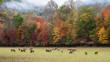 Herd Of Elk Grazing Quietly On A Beautiful Autumn Morning