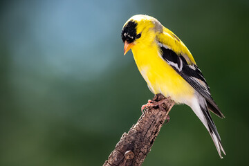 american goldfinch perched in the tree branches