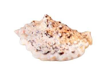 Wall Mural - isolated shell of ocean mussel and snail